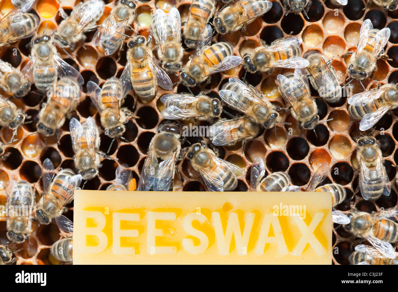 Api e cera d'api Foto Stock