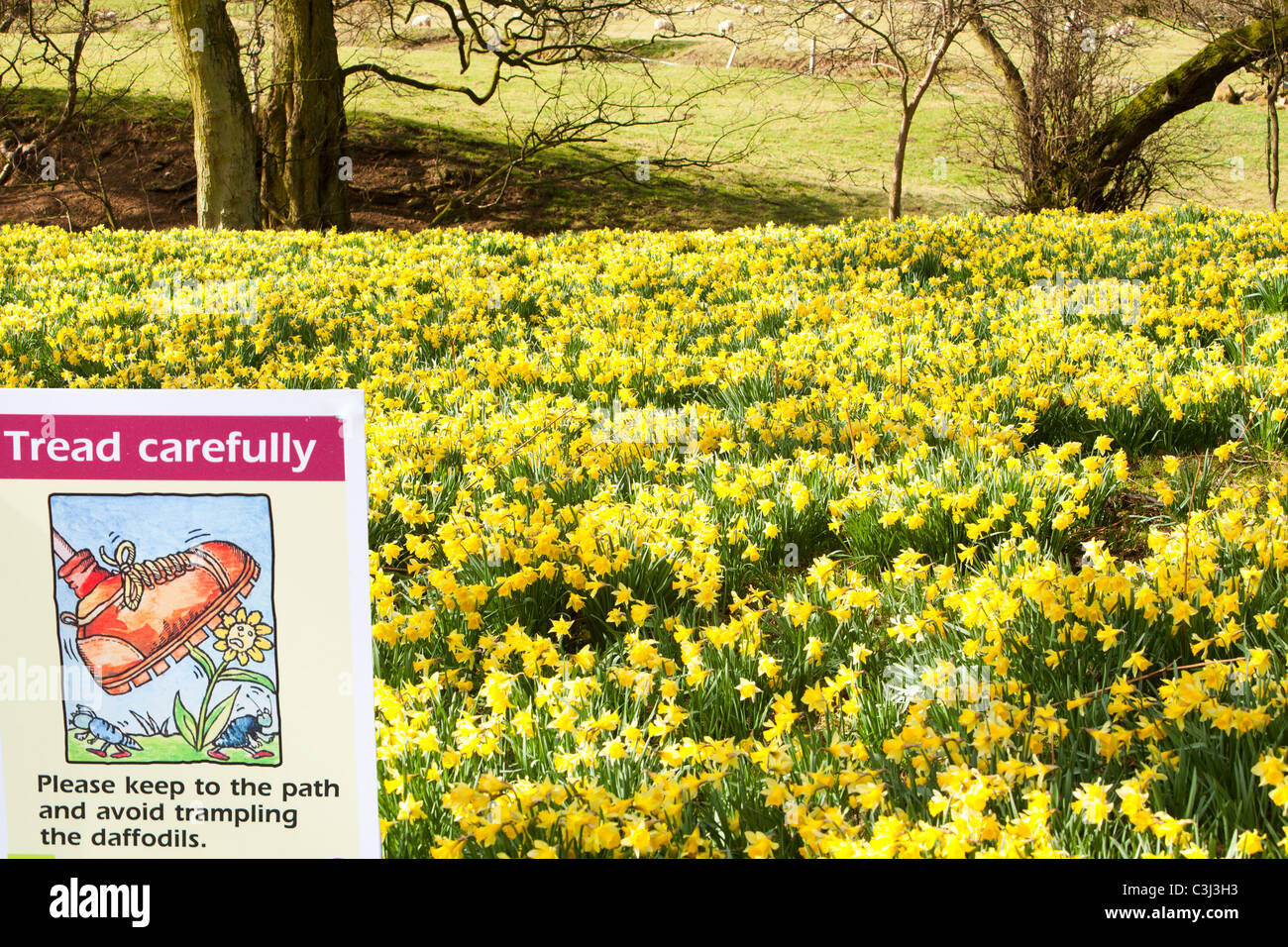 I narcisi selvatici fioritura in Rosedale nel North York Moors, nello Yorkshire, Regno Unito. Foto Stock