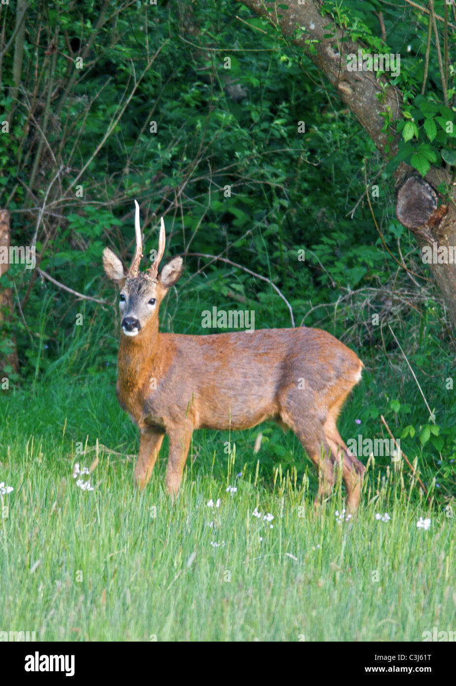 La Comunità europea il capriolo (Capreolus capreolus), noto anche come il Western Caprioli o chevreuil, è una specie Eurasiatica di cervi. Foto Stock