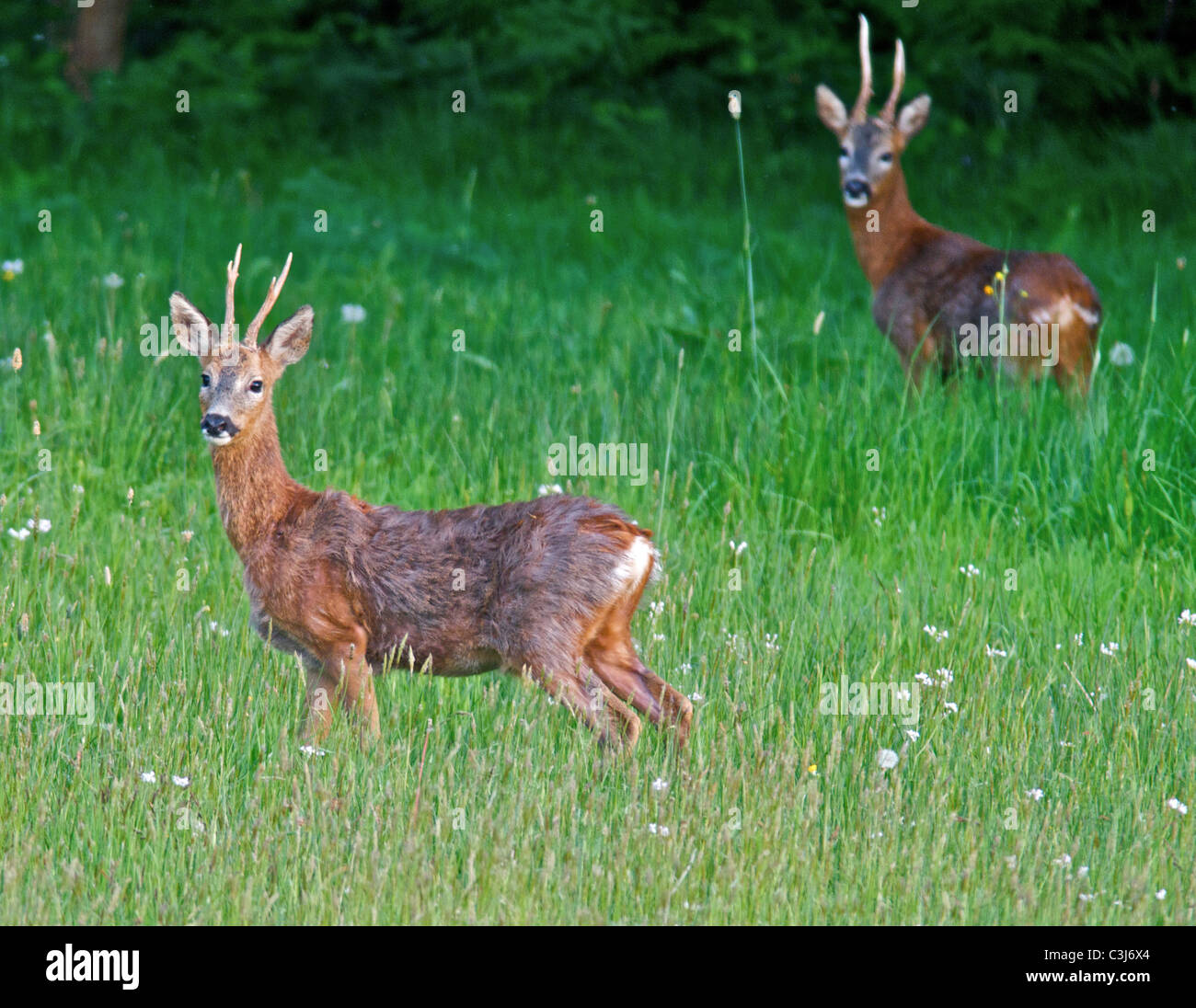 La Comunità europea il capriolo (Capreolus capreolus), noto anche come il Western Caprioli o chevreuil, è una specie Eurasiatica di cervi. Foto Stock