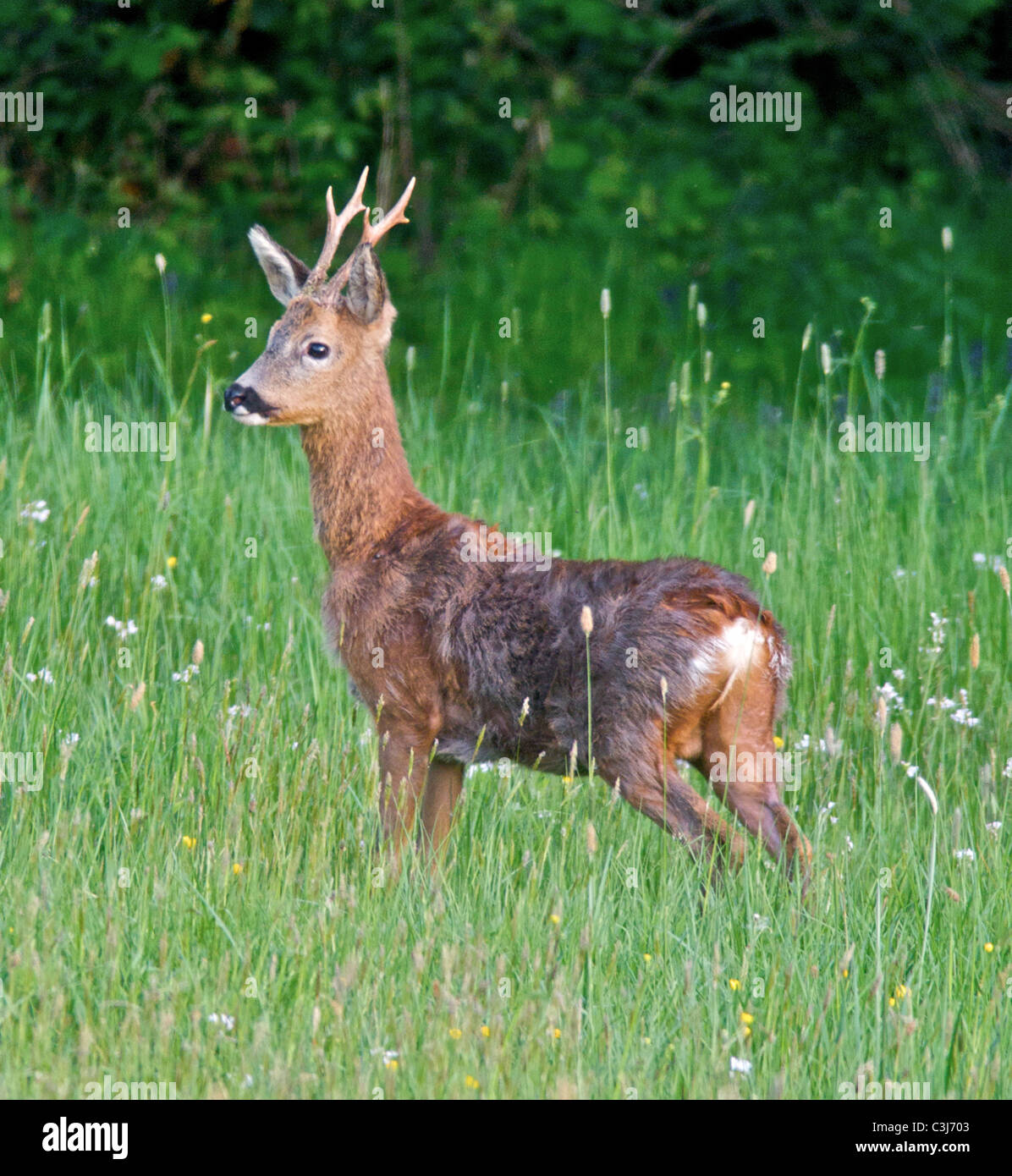 La Comunità europea il capriolo (Capreolus capreolus), noto anche come il Western Caprioli o chevreuil, è una specie Eurasiatica di cervi. Foto Stock