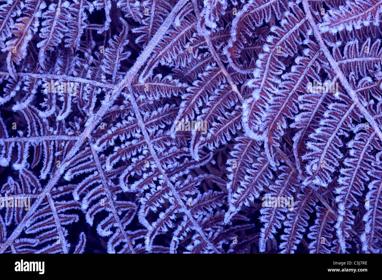 La brina su bracken fronde Dorset, Regno Unito Dicembre 2008 Foto Stock