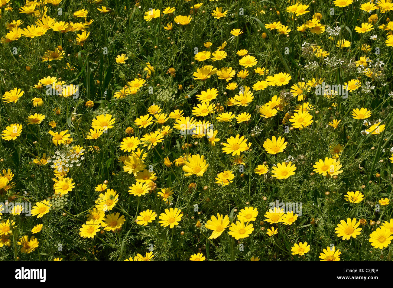 Fiori selvatici della zona di conservazione della penisola di Akamas Foto Stock