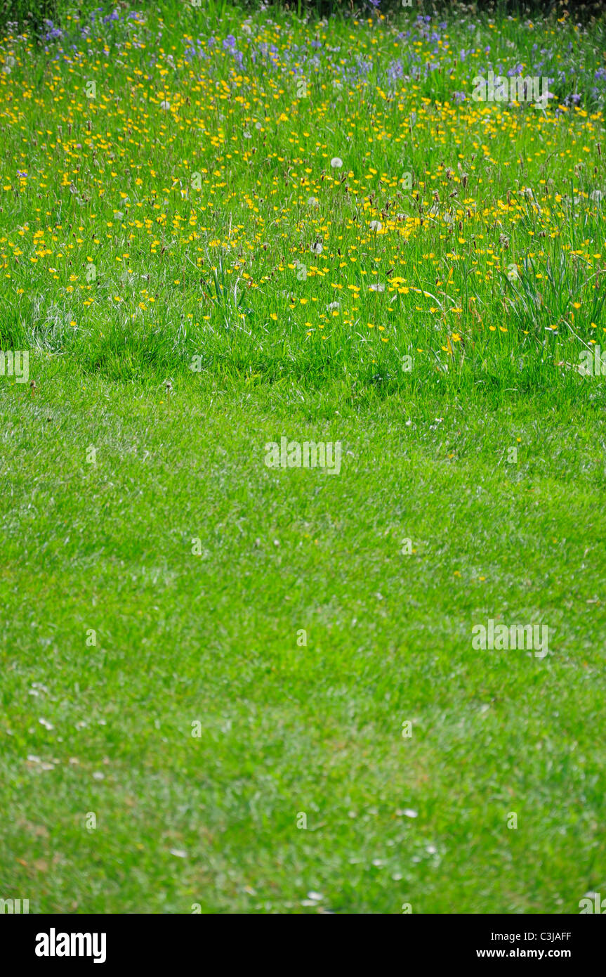 Prato naturale accanto al taglio di erba. Foto Stock