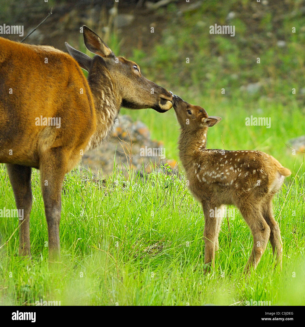 Un neonato elk baci di vitello sua madre tarda primavera nelle Montagne Rocciose. Foto Stock