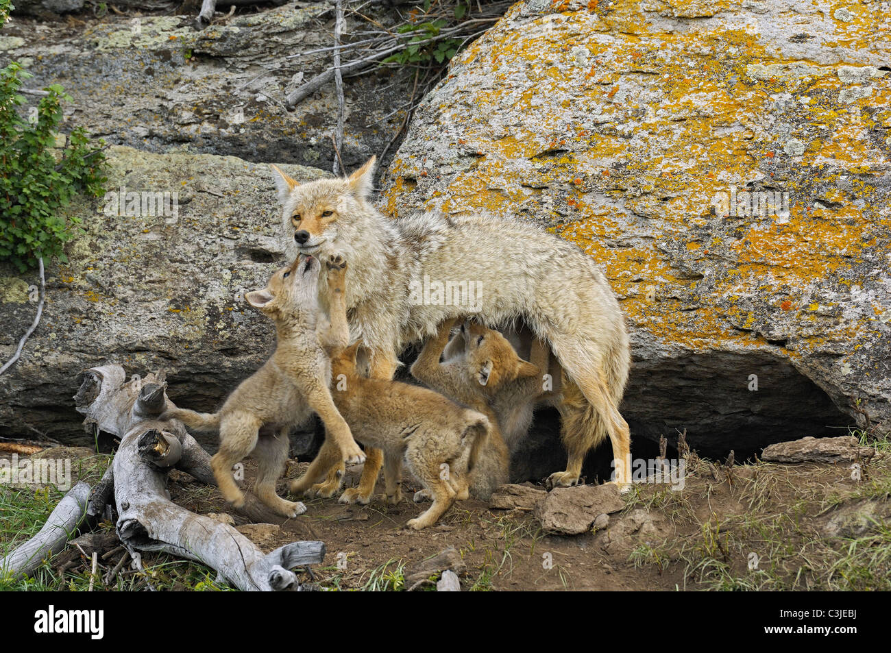 Coyote Madre con le sue zampette pieno Foto Stock