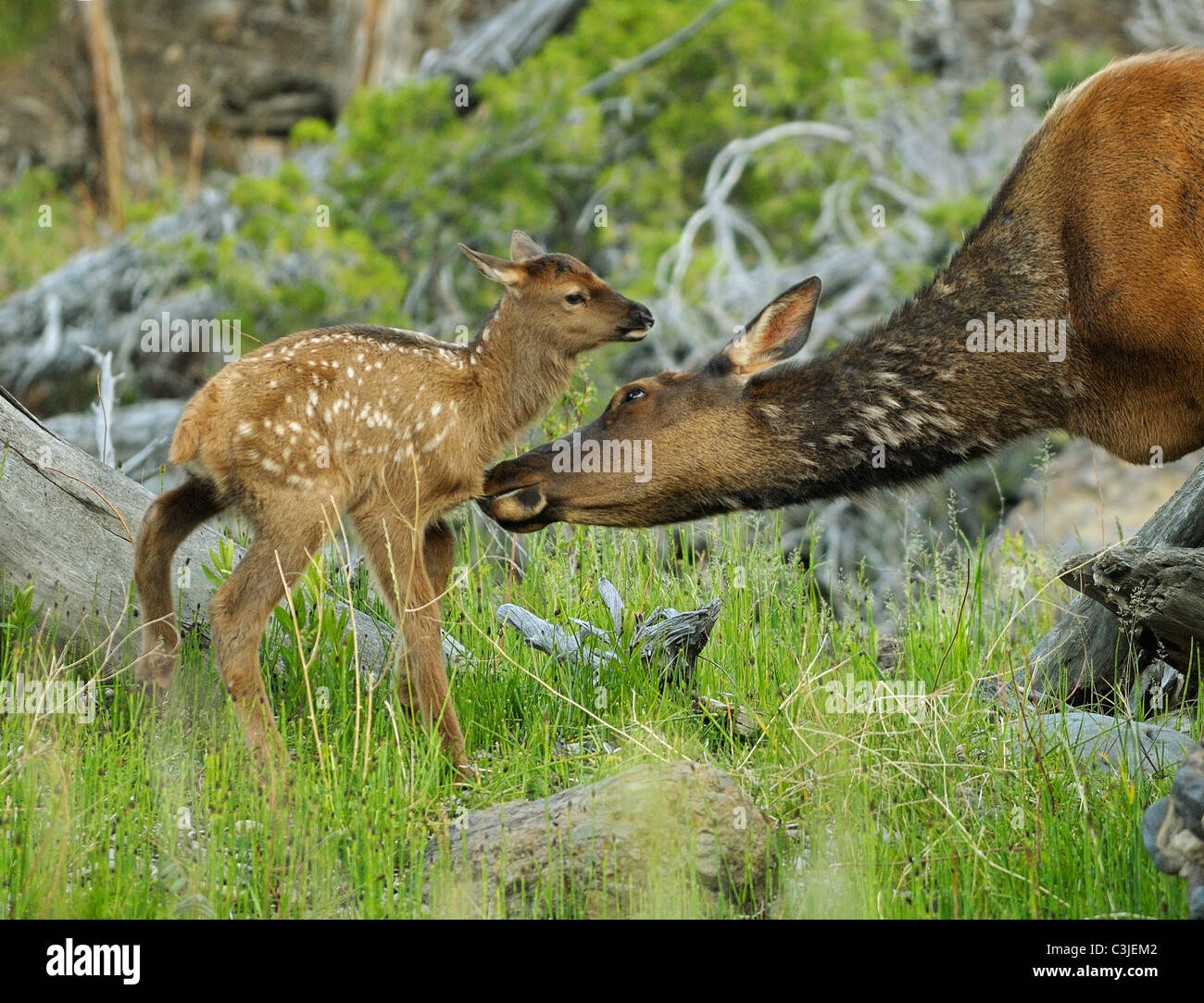 Una madre elk governare il suo vitello neonato lungo un ruscello di montagna Foto Stock