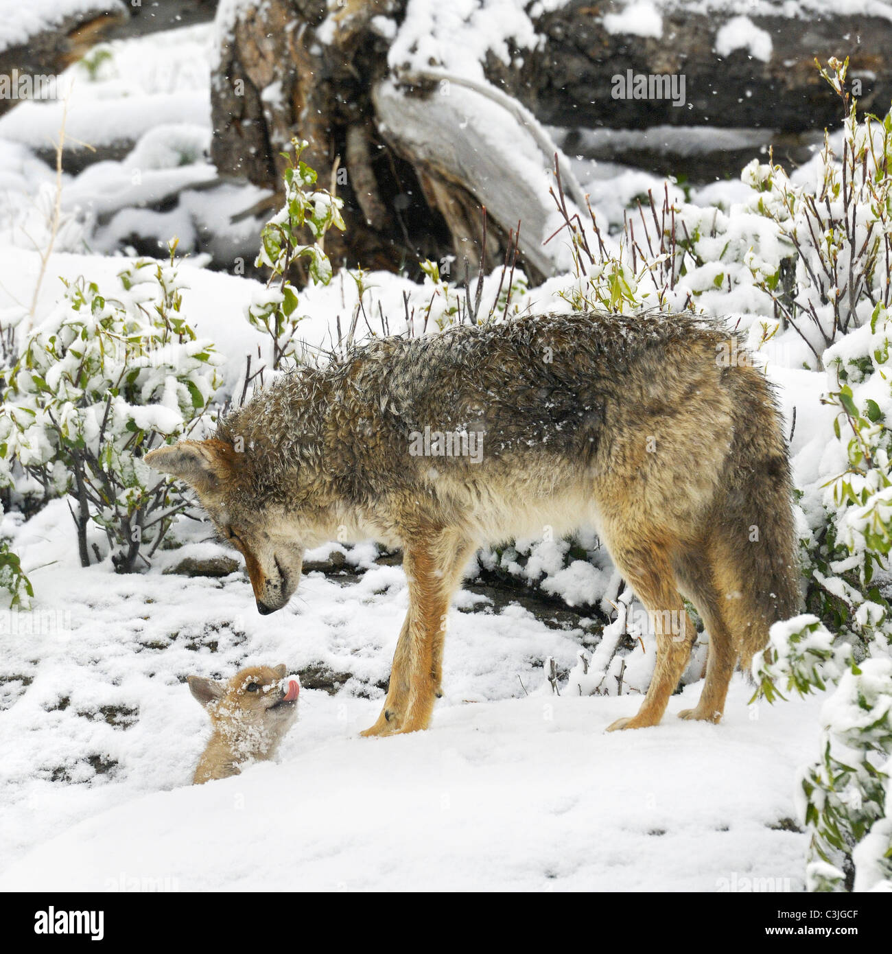 Un coyote madre saluta uno dei suoi cuccioli in una tempesta di neve vicino a loro den Foto Stock
