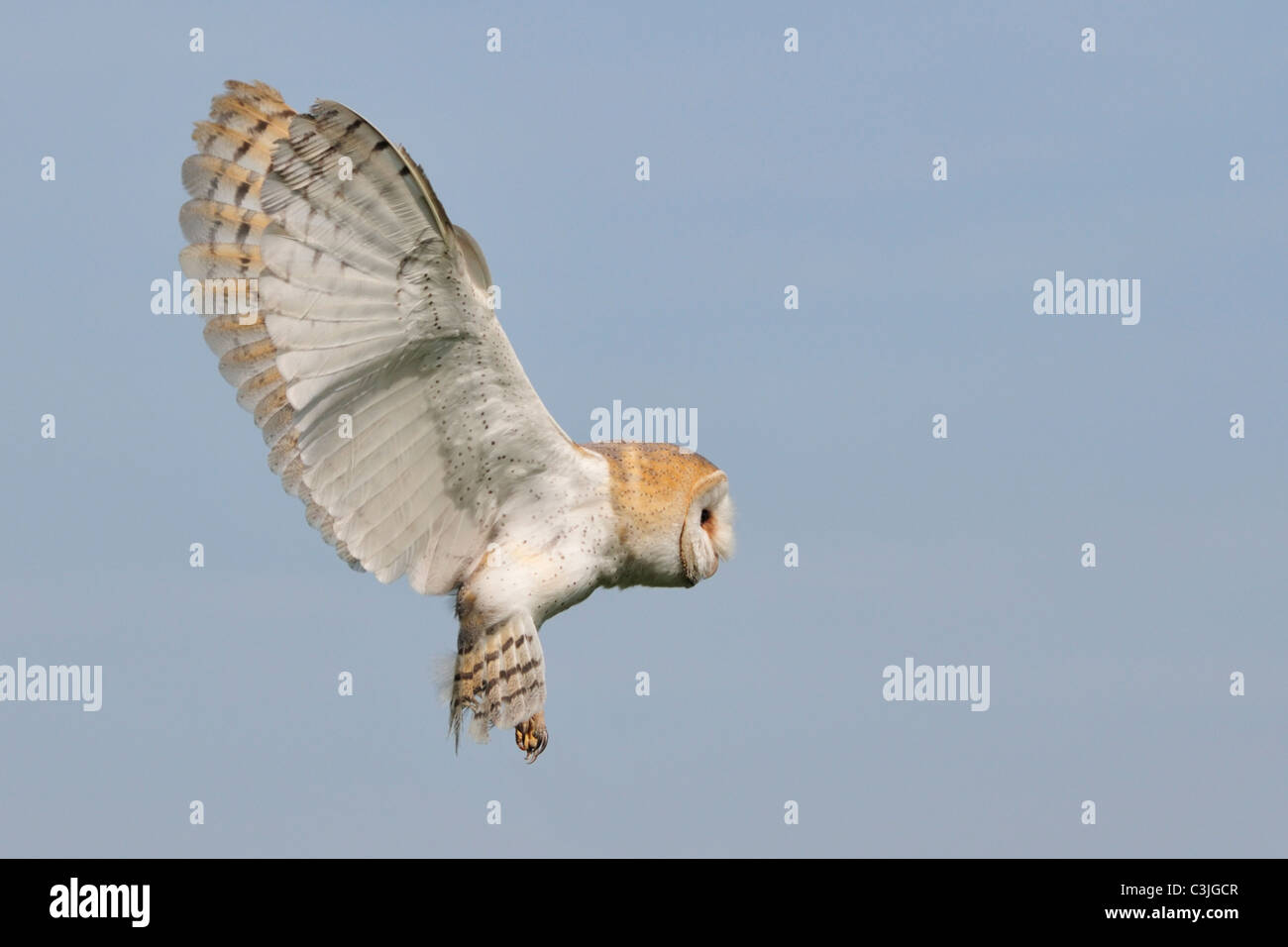 Il barbagianni in bilico Foto Stock