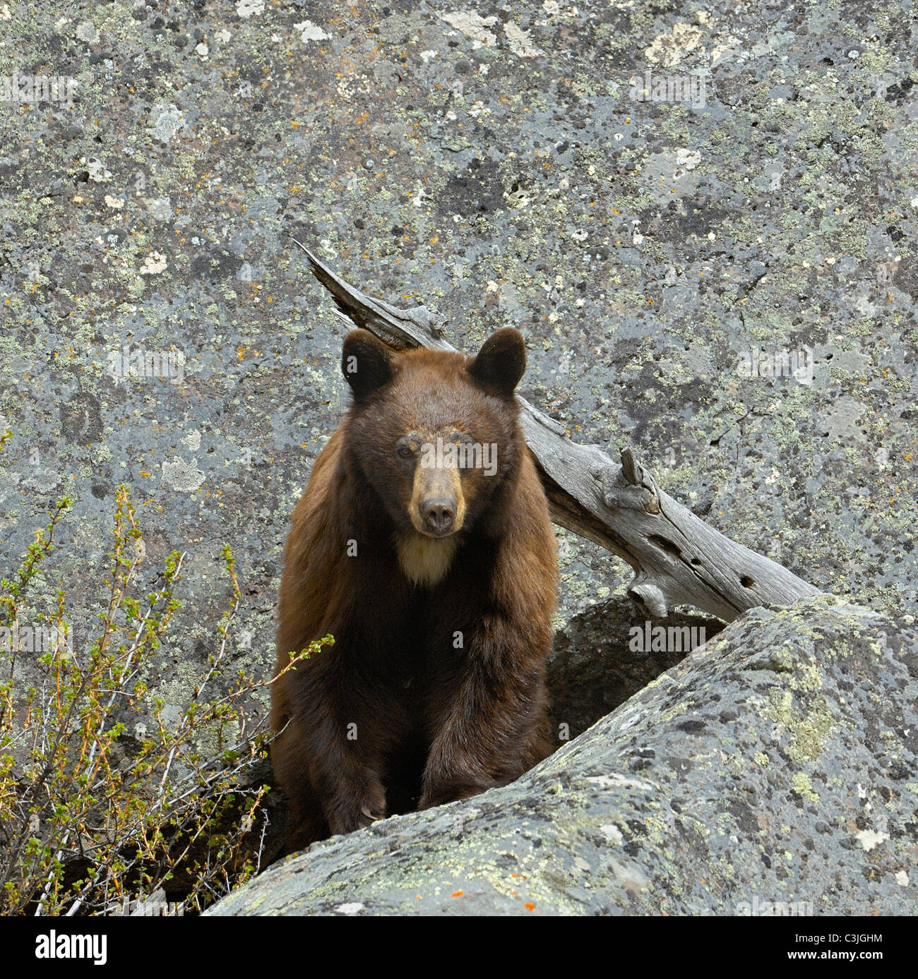 La cannella-colore nero recare in denning area. Foto Stock
