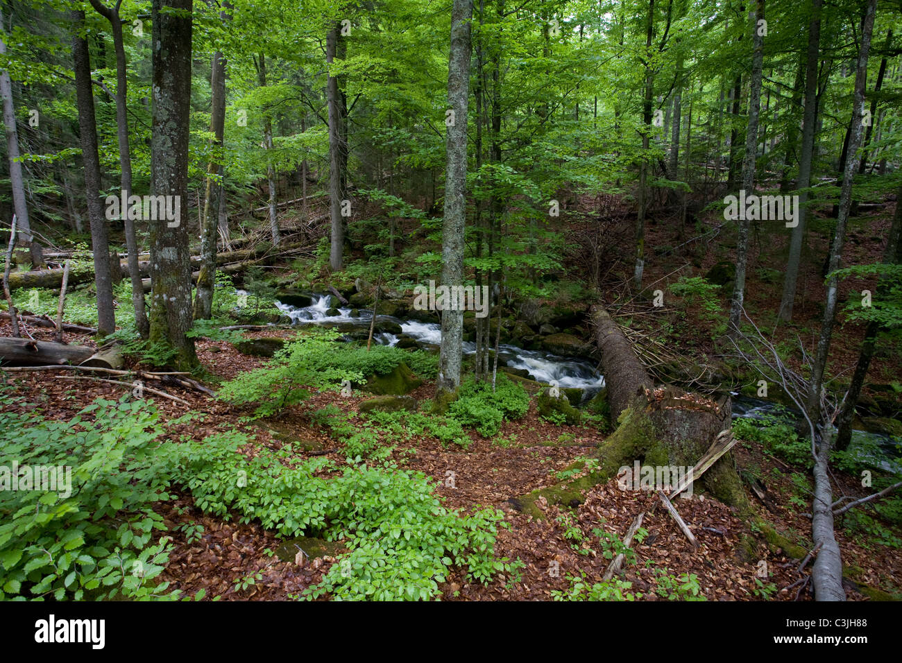 Bach im Nationalpark Bayerischer Wald, Creek nel parco nazionale della foresta bavarese, Deutschland, Germania Foto Stock