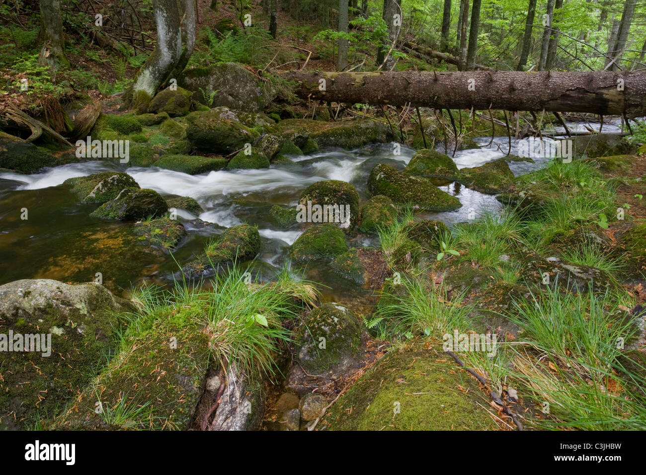 Gebirgsbach, Kleine Ohe, Nationalpark Bayerischer Wald, Mountain Creek, il parco nazionale della Foresta Bavarese Foto Stock