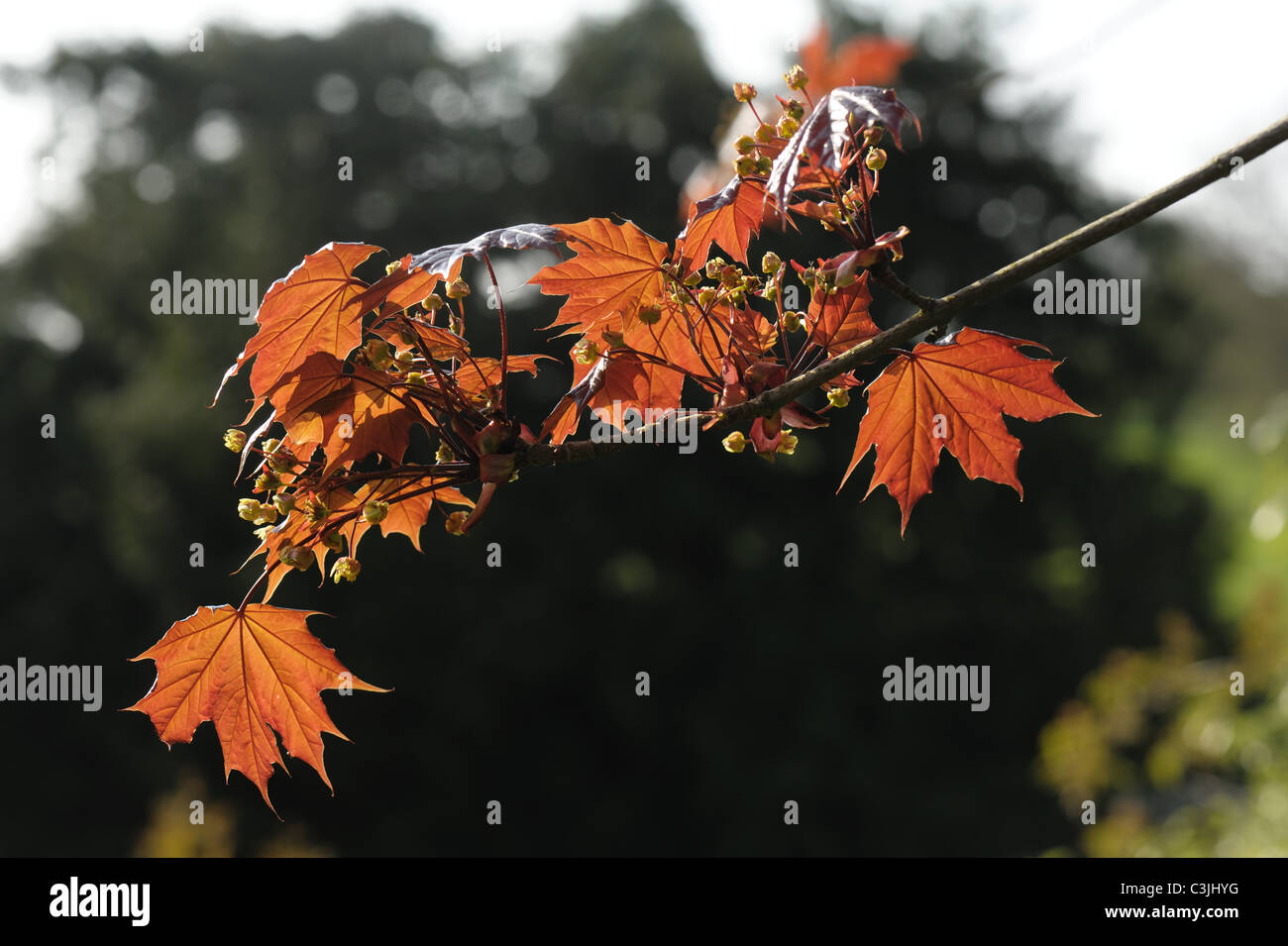 Retroilluminato con giovani foglie rosse su una pianta ornamentale acero Foto Stock