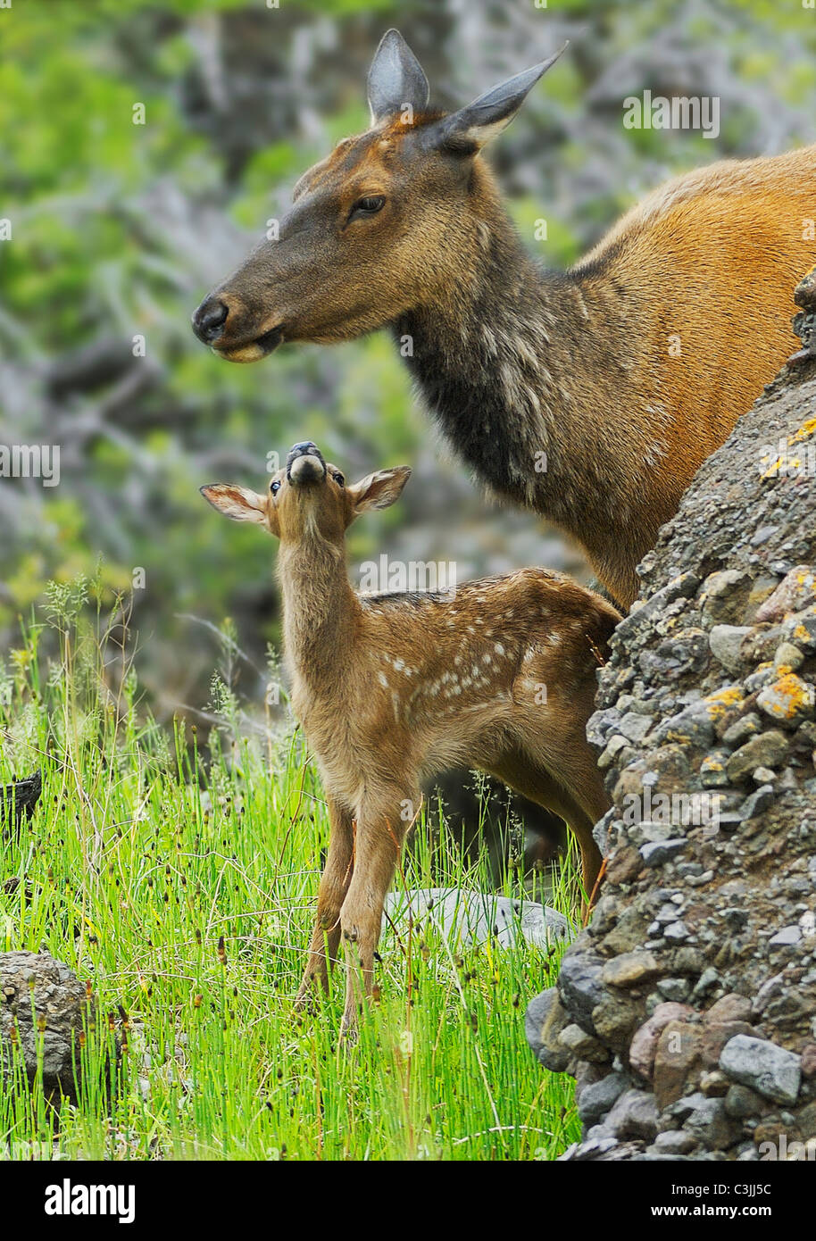Un neonato elk sembra di vitello fino a sua madre tarda primavera nelle Montagne Rocciose. Foto Stock