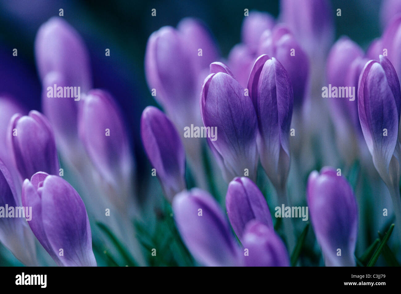 Krokus, Fruehlings-Krokus, Crocus, Deutschland, Germania Foto Stock