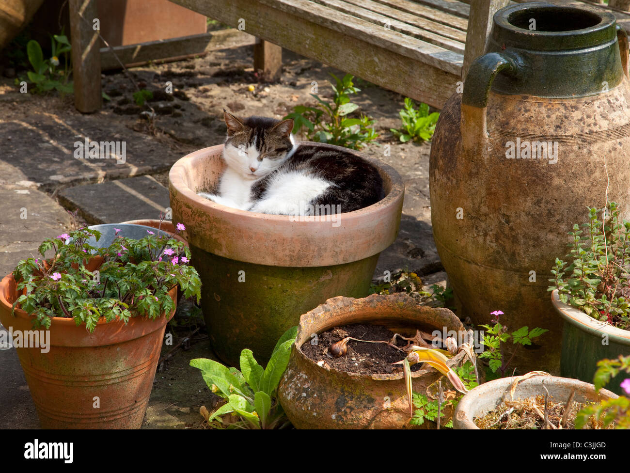 Gatto addormentato in un vaso in terracotta in giardino inglese Foto Stock