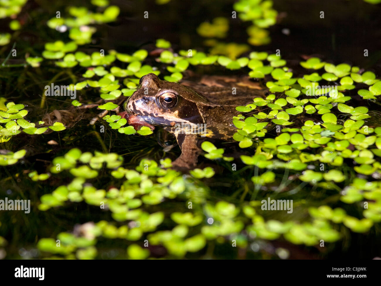 Frog camuffato sotto pond infestante in inglese del laghetto in giardino Foto Stock