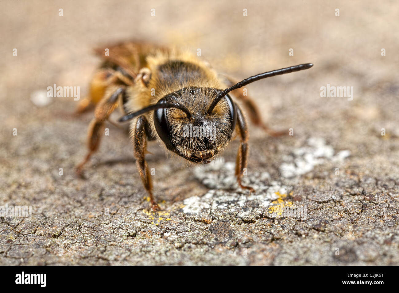 Una miniera bee, bucephala Andrena in appoggio. Vista anteriore. Foto Stock