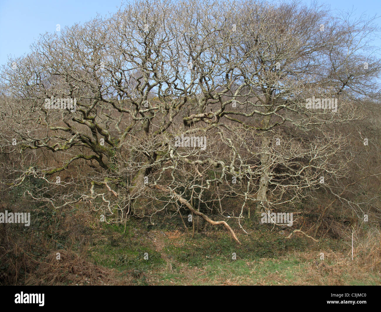 Quercia europea (Quercus robur) sfrondato vecchio albero con il lichen coperto i rami in primavera Foto Stock