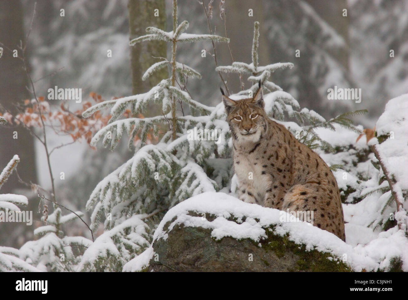 Luchs, Felis lynx, Lynx, NP Bayerischer Wald, Parco Nazionale della Foresta Bavarese Foto Stock