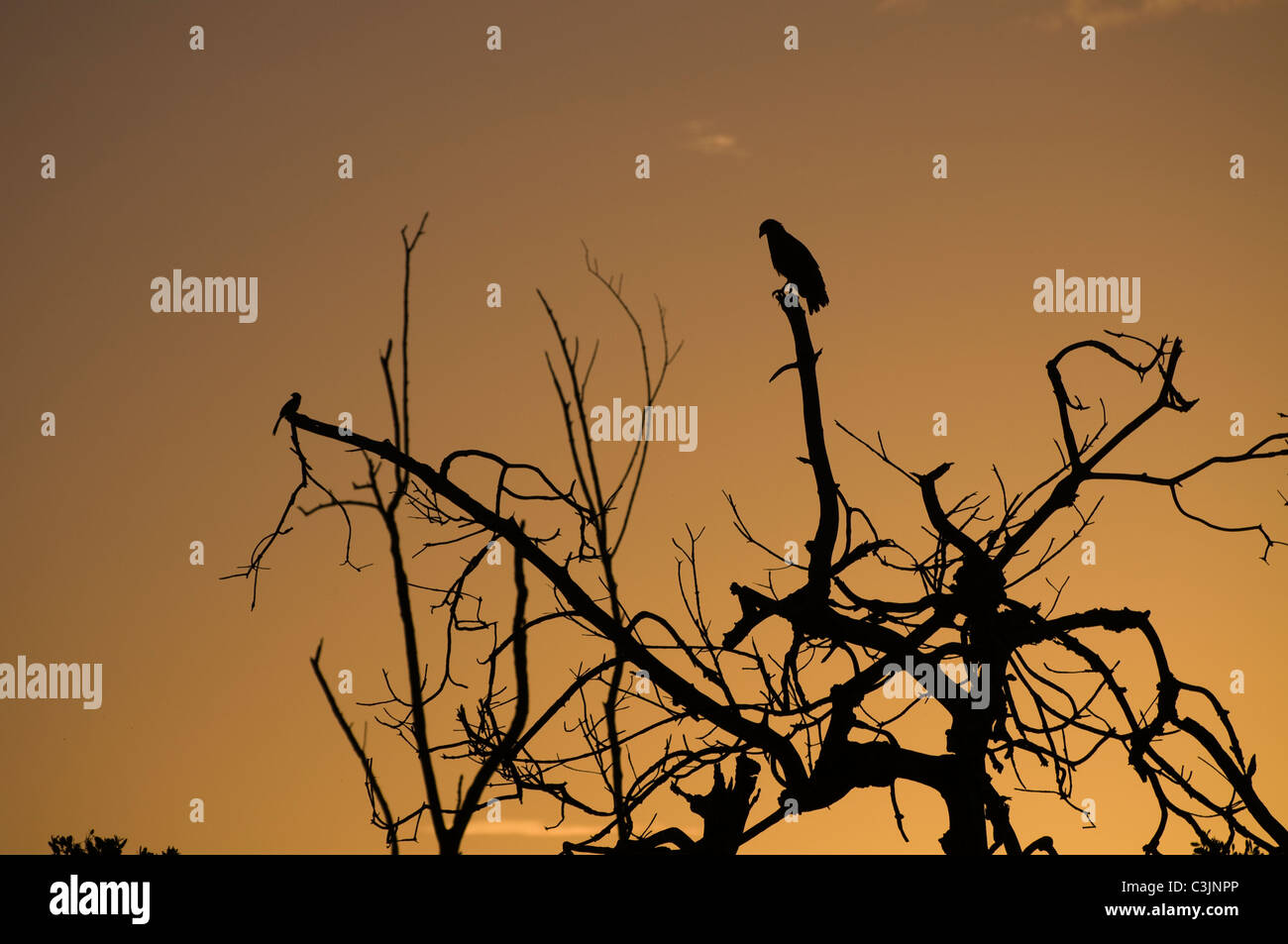 Un falco e un pesce persico Songbird in un albero morto, stagliano dalla Rising Sun Foto Stock