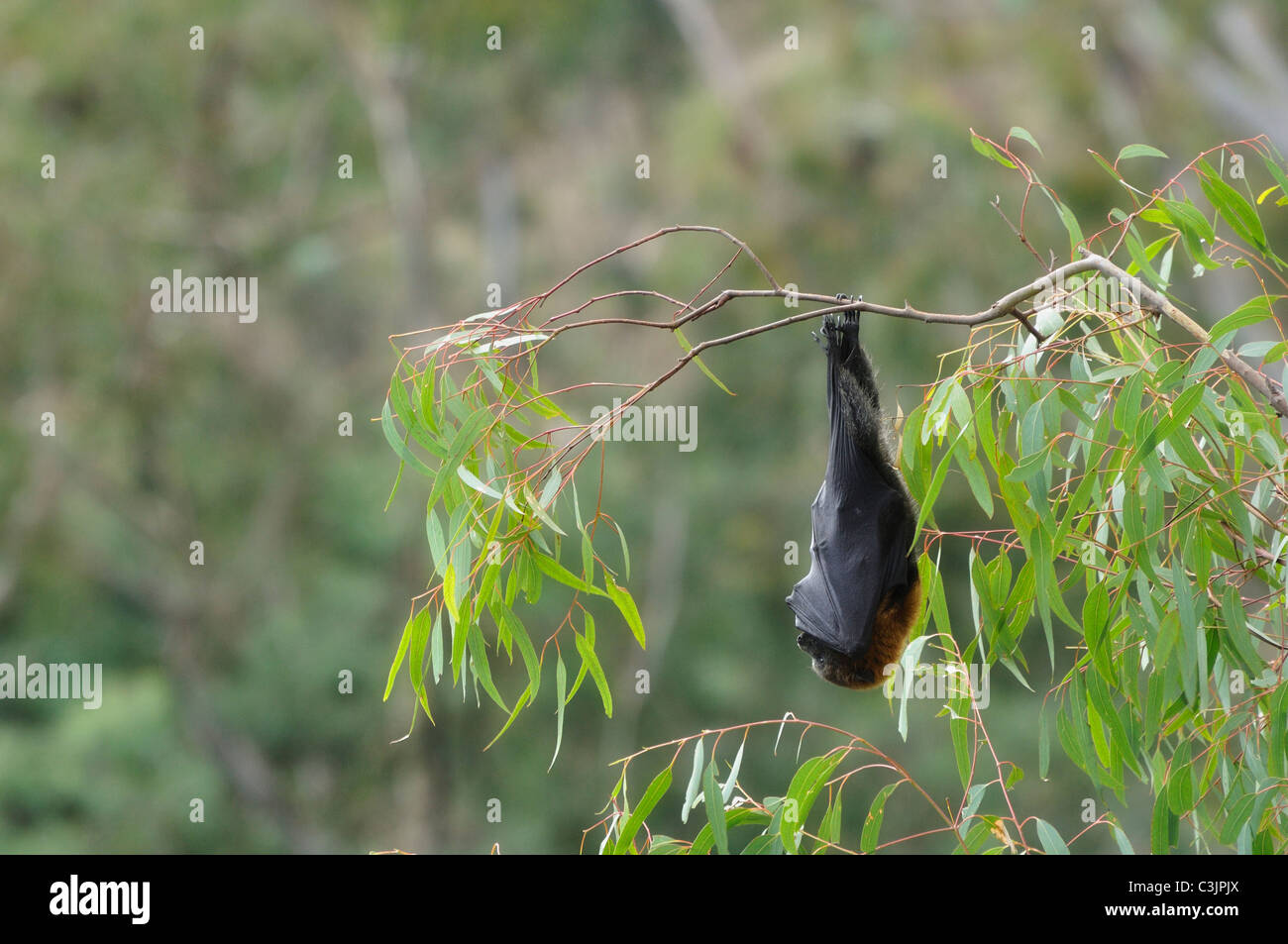 Australia, Melbourne, a testa grigia flying fox in curva yarra park Foto Stock