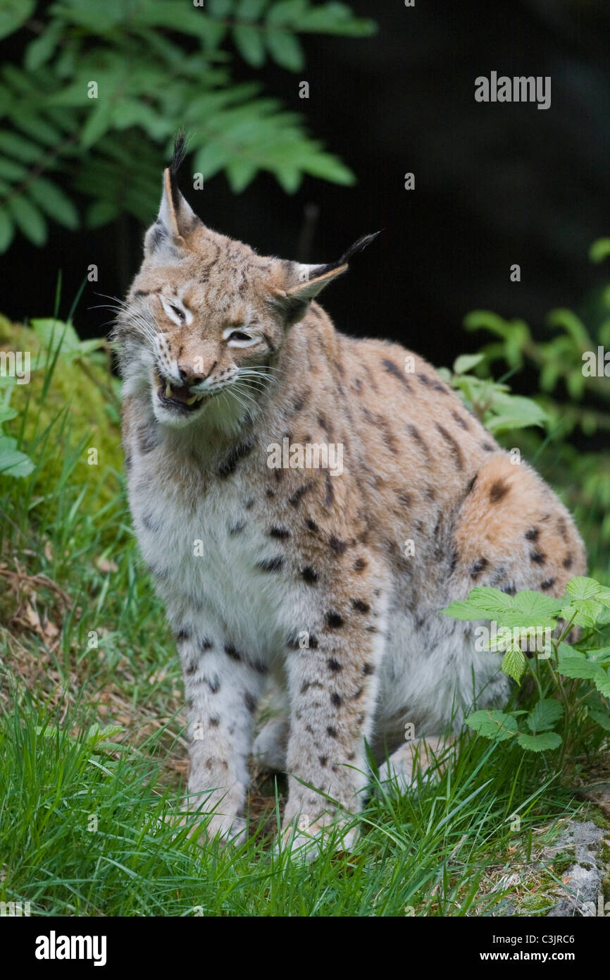Luchs, Felis lynx, Lynx, NP Bayerischer Wald, Parco Nazionale della Foresta Bavarese Foto Stock