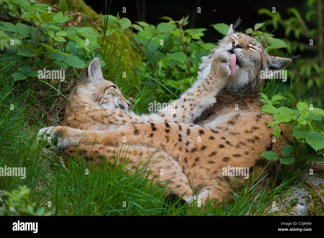 Luchs mit ein jaehrigem Jungtier, Felis lynx, Lyx con un anno di età giovane, NP Bayerischer Wald, parco nazionale della Foresta Bavarese Foto Stock