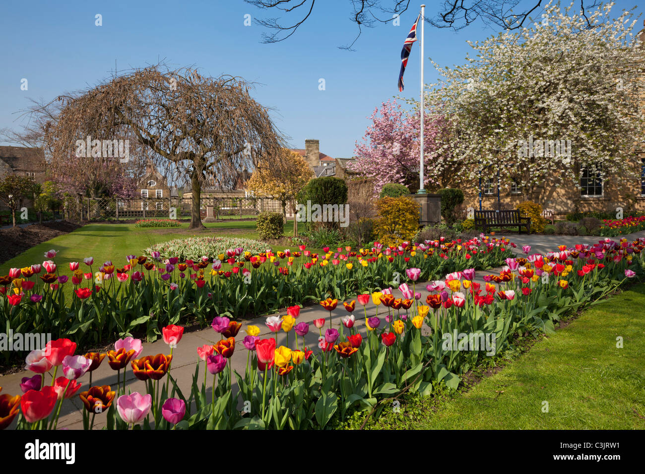 I tulipani in un letto di fiori nel bagno Giardini Bakewell Derbyshire Peak District Inghilterra GB UK EU Europe Foto Stock