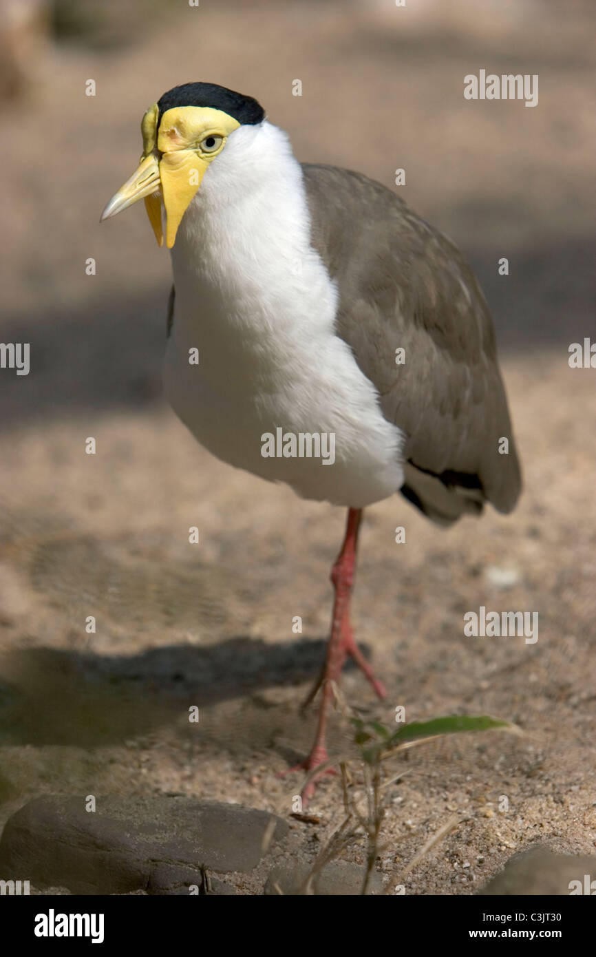 Maskenkiebitz, Vanellus miglia, Peewit Foto Stock