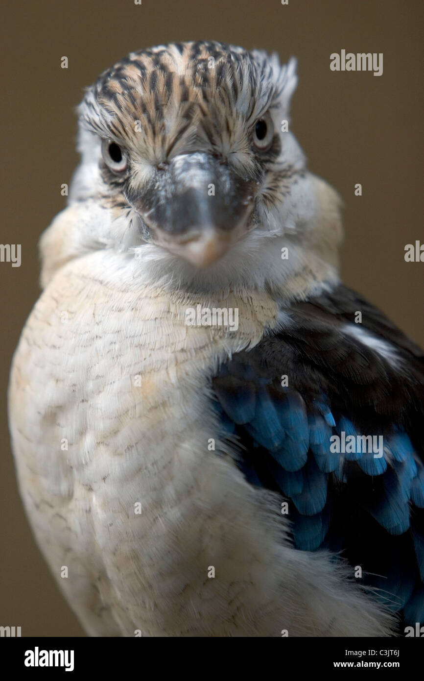 Blaufluegel-Kookaburra, Lachender Hans, dettaglio Dacelo leachii, Blu-winged kookaburra Foto Stock