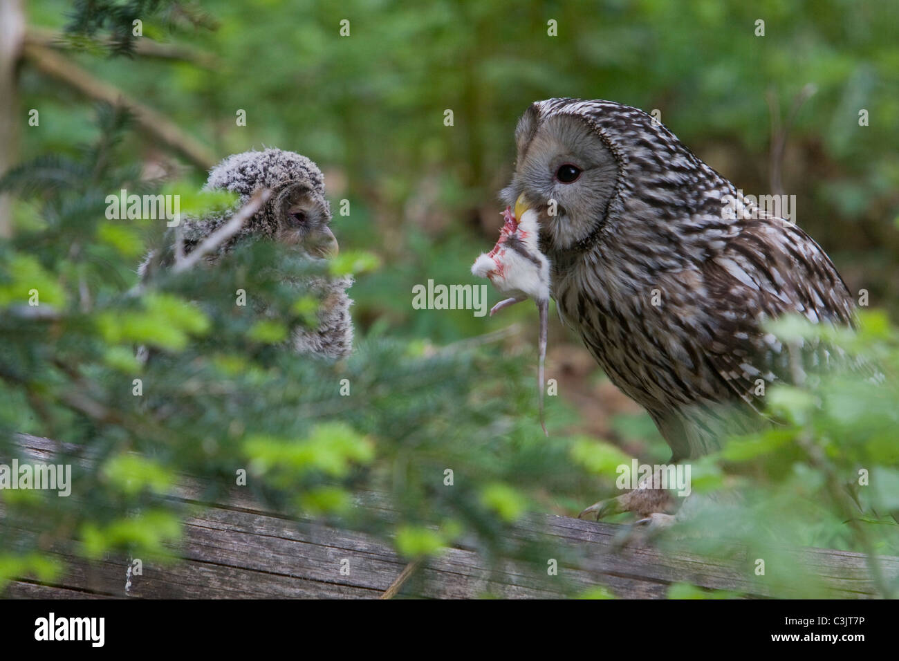 Ural owl [Strix uralensis], foresta bavarese, Germania meridionale Foto Stock