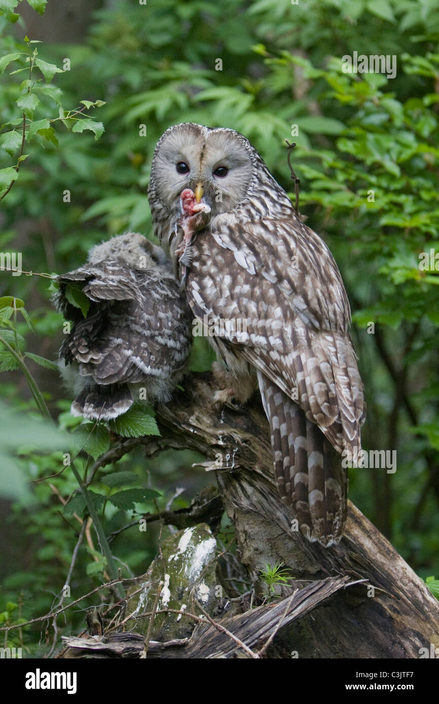 Ural owl [Strix uralensis], foresta bavarese, Germania meridionale Foto Stock