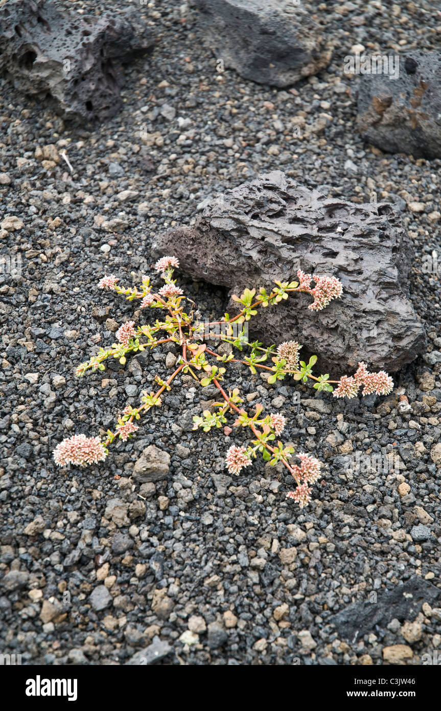 Dh FLORA LANZAROTE Vulcano pietre di lava flower crescente di lava vulcanica Foto Stock