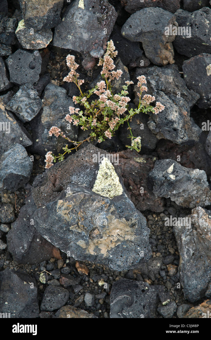 Dh FLORA LANZAROTE Vulcano pietre di lava con olivina gem cristalli di pietra e fiore Foto Stock