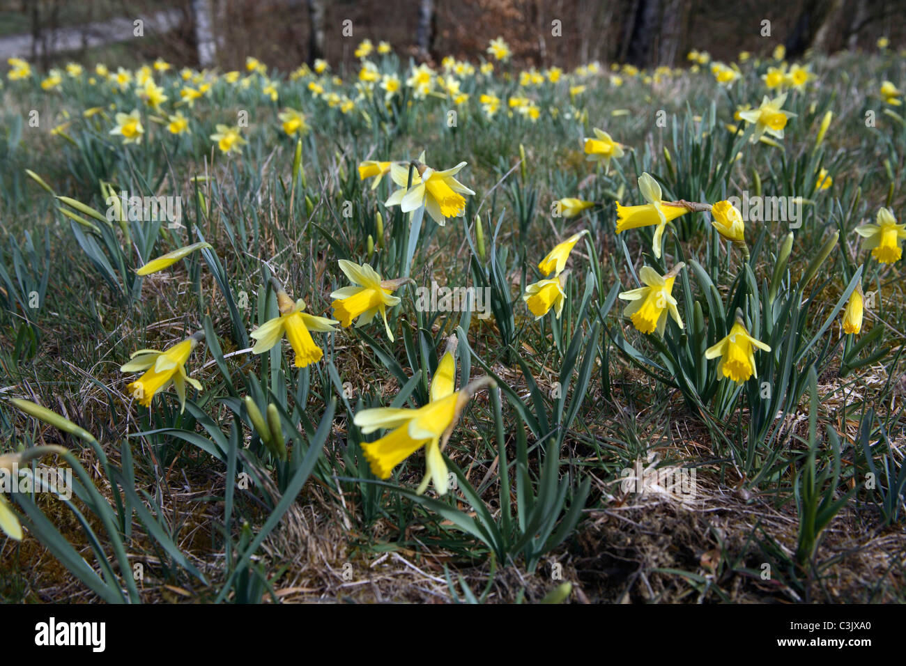 Wilde Narzissen, Narcissus pseudonarcissus, Wild daffodil, Furtsbachtal, Deutschland, Germania Foto Stock