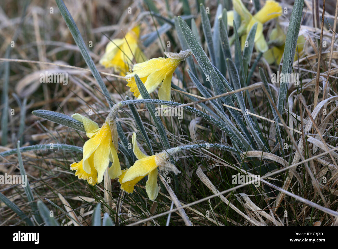 Wilde Narzissen, Narcissus pseudonarcissus, Wild daffodil, Perlenbachtal, Deutschland, Germania Foto Stock