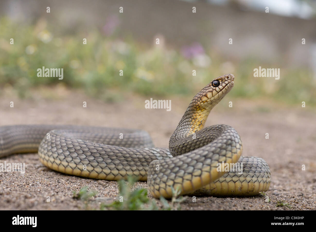Kaspische Pfeilnatter, Kaspische Springnatter, Coluber caspius, Dolichophis caspius, Caspian frusta Snake, Bulgarien, Bulgaria Foto Stock
