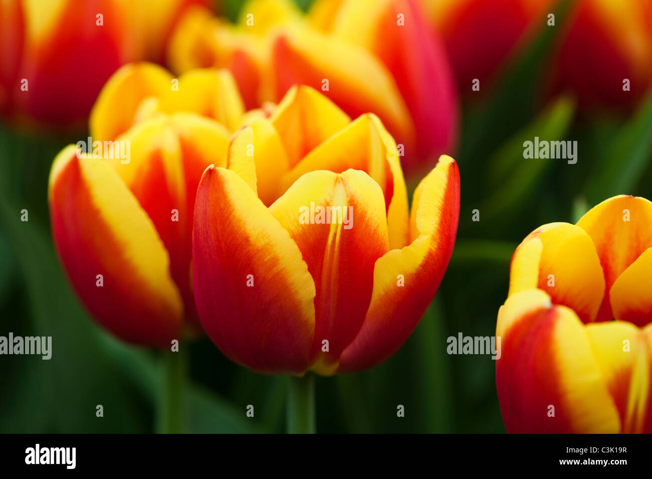 Tulipa 'Dow Jones", Triumph tulipani Foto Stock