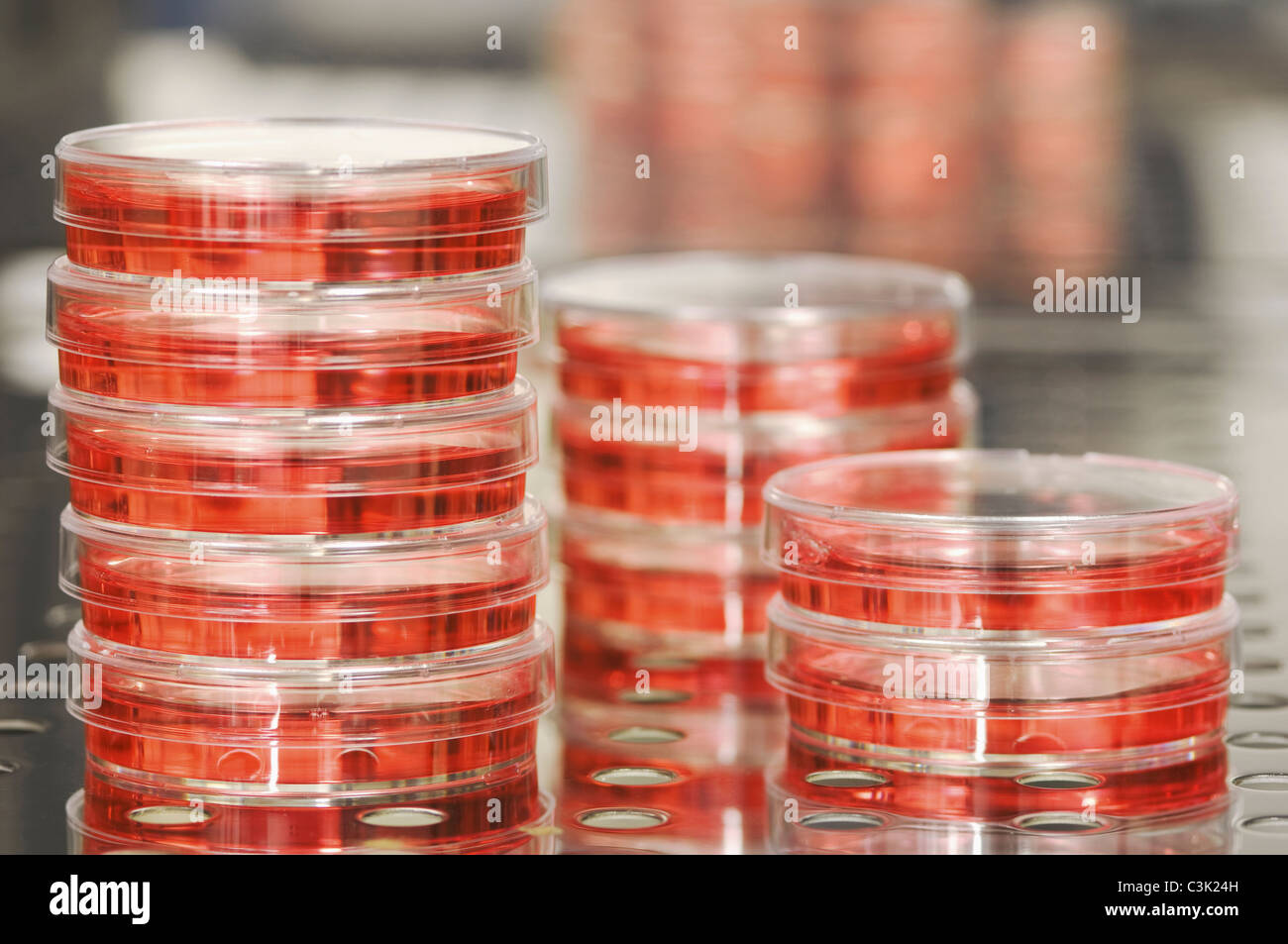 Piastra di Petri per coltivare le cellule del cancro, close up Foto Stock