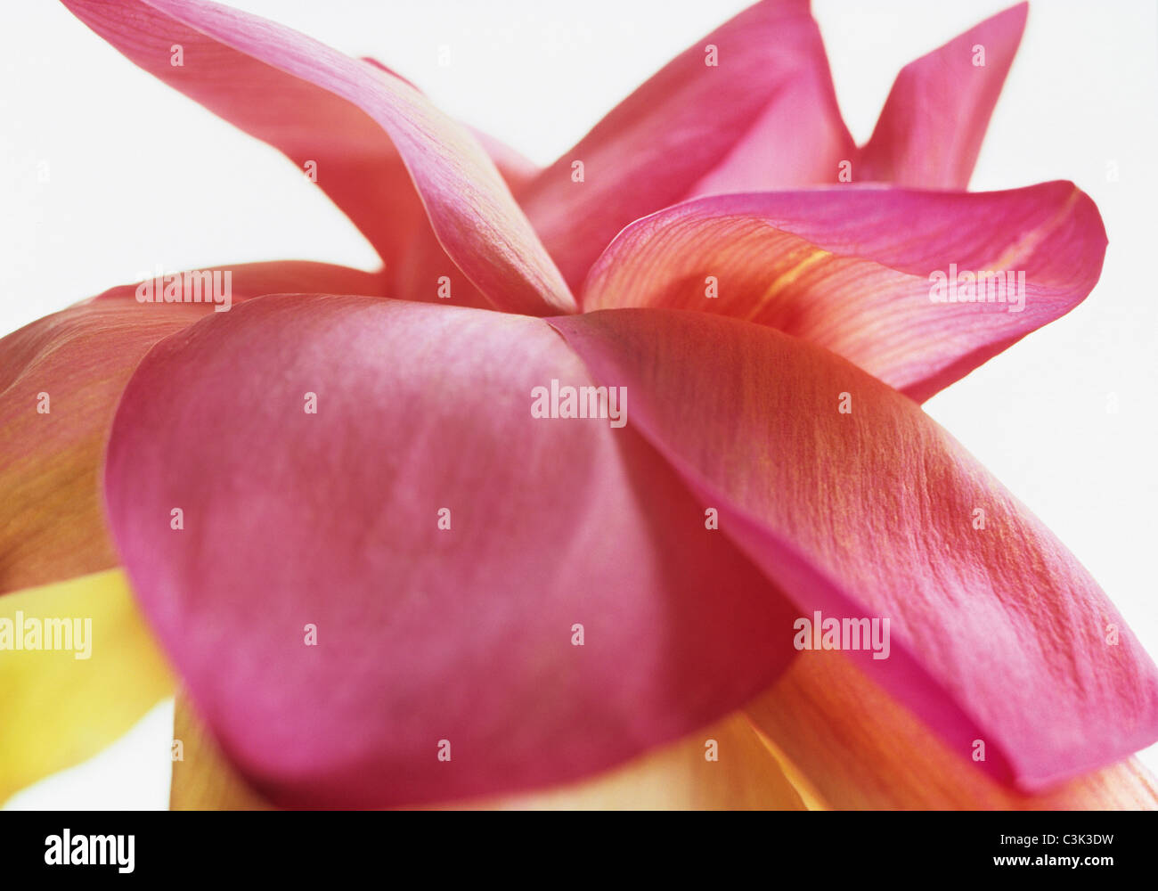 Fiore rosa contro uno sfondo bianco Foto Stock