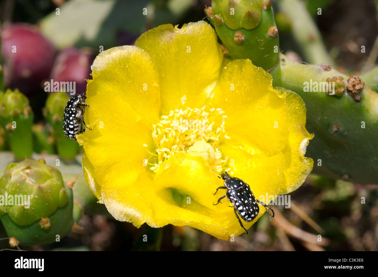 POWERS TO FLOWERS - FICO D'INDIA, OPUNTIA COMPATTA A SPINA BIANCA IN VASO CERAMICA ROSA ANTICO, VASO 13CM DIAMETRO, piante vere - Powers to flowers - piante e fiori