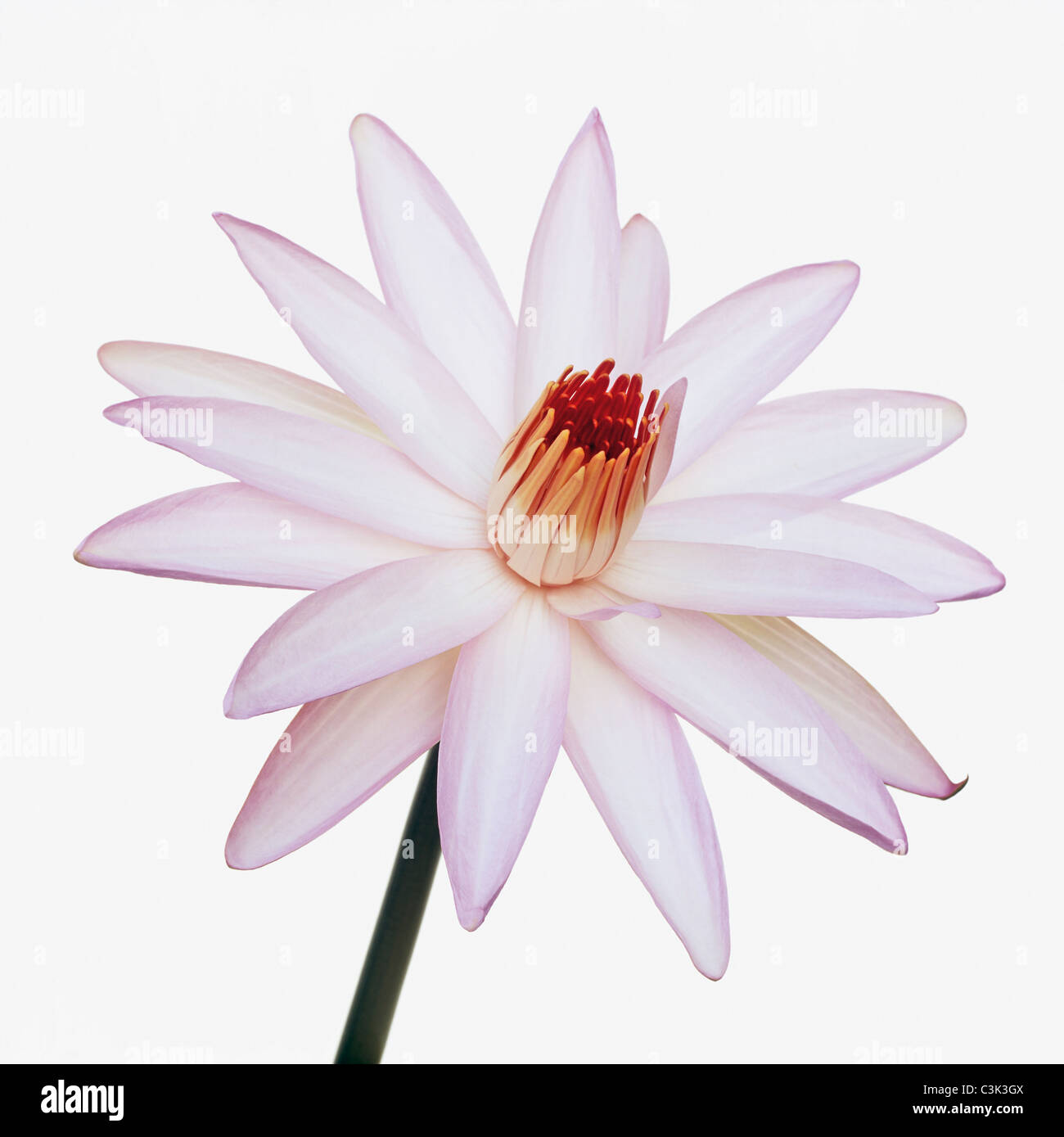 Acqua di rosa lily contro uno sfondo bianco Foto Stock