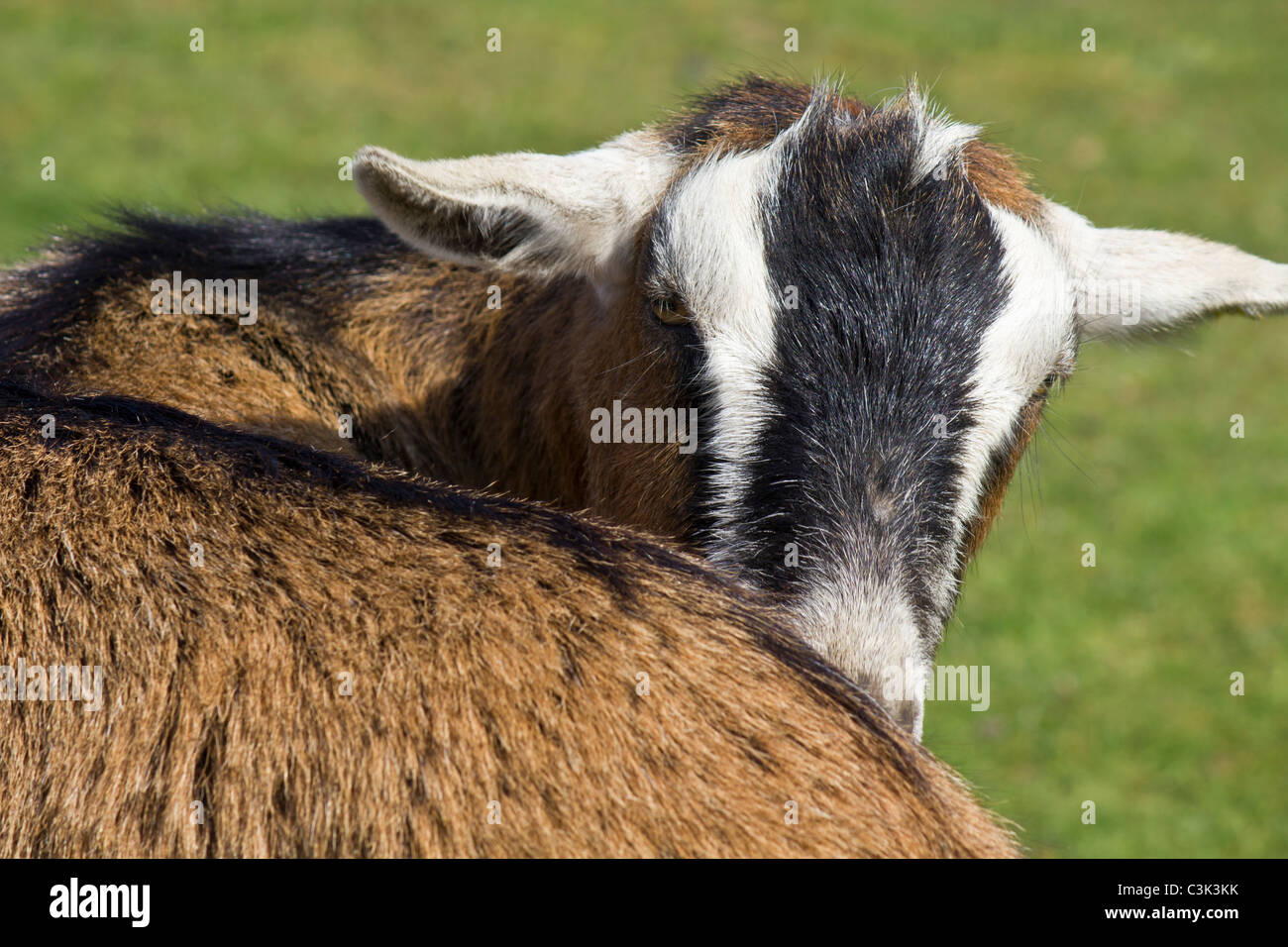 Con una telecamera puntato la sua questa capra ha deciso che avrebbe avuto bisogno di una pulizia rapida prima di sorridere per la Shot Foto Stock Con una telecamera puntato la sua questa capra ha deciso che avrebbe avuto bisogno di una pulizia rapida prima di sorridere per la Shot Foto Stock