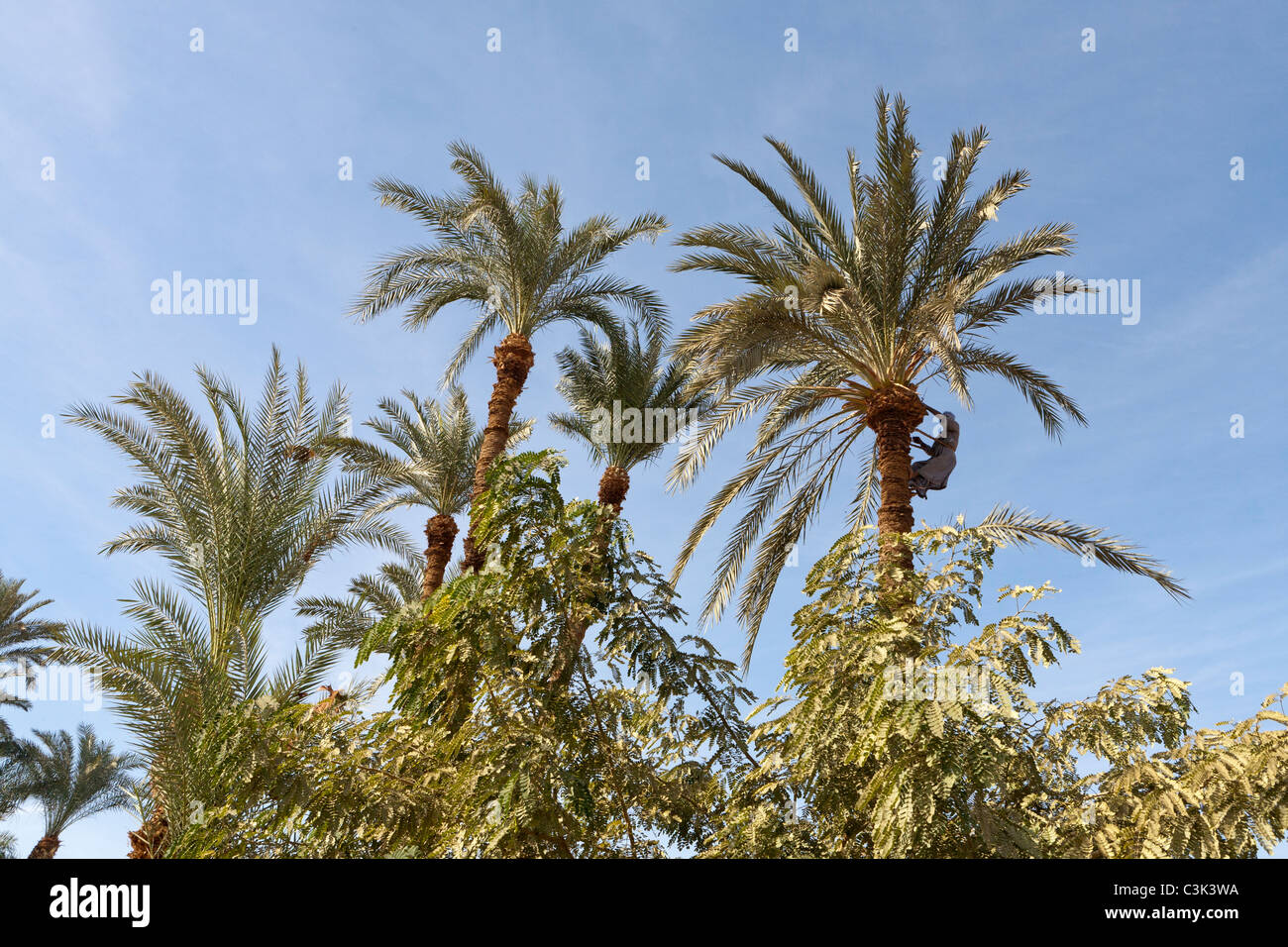 Un artigiano locale cordata alla sommità di un albero di palma con un'ascia per tagliare e potare, Egitto, Africa Foto Stock