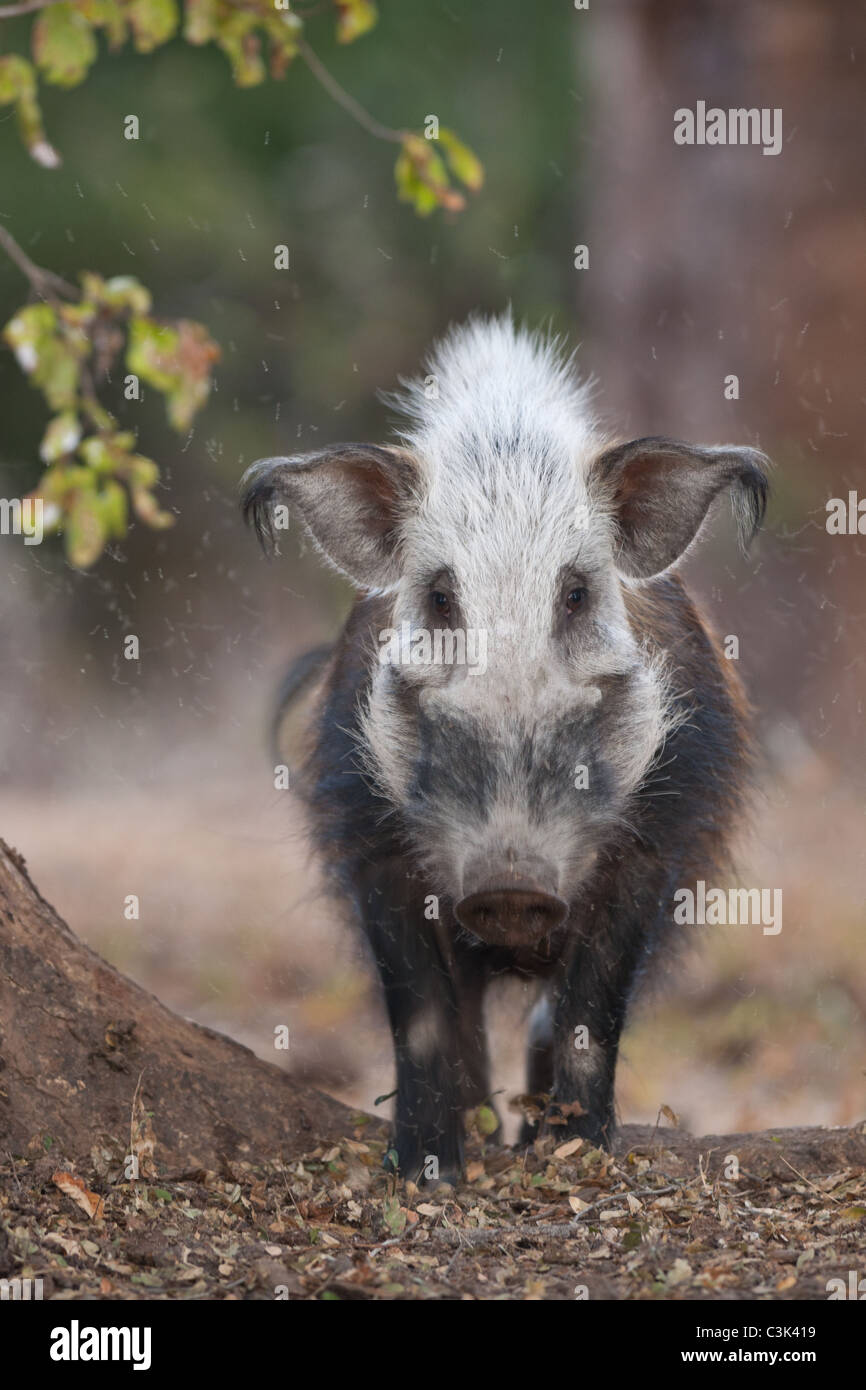 Una boccola di suino fino spenna il coraggio di avvicinarsi al fotografo dopo aver aspettato tranquillamente per ottenere questa fotografia Foto Stock