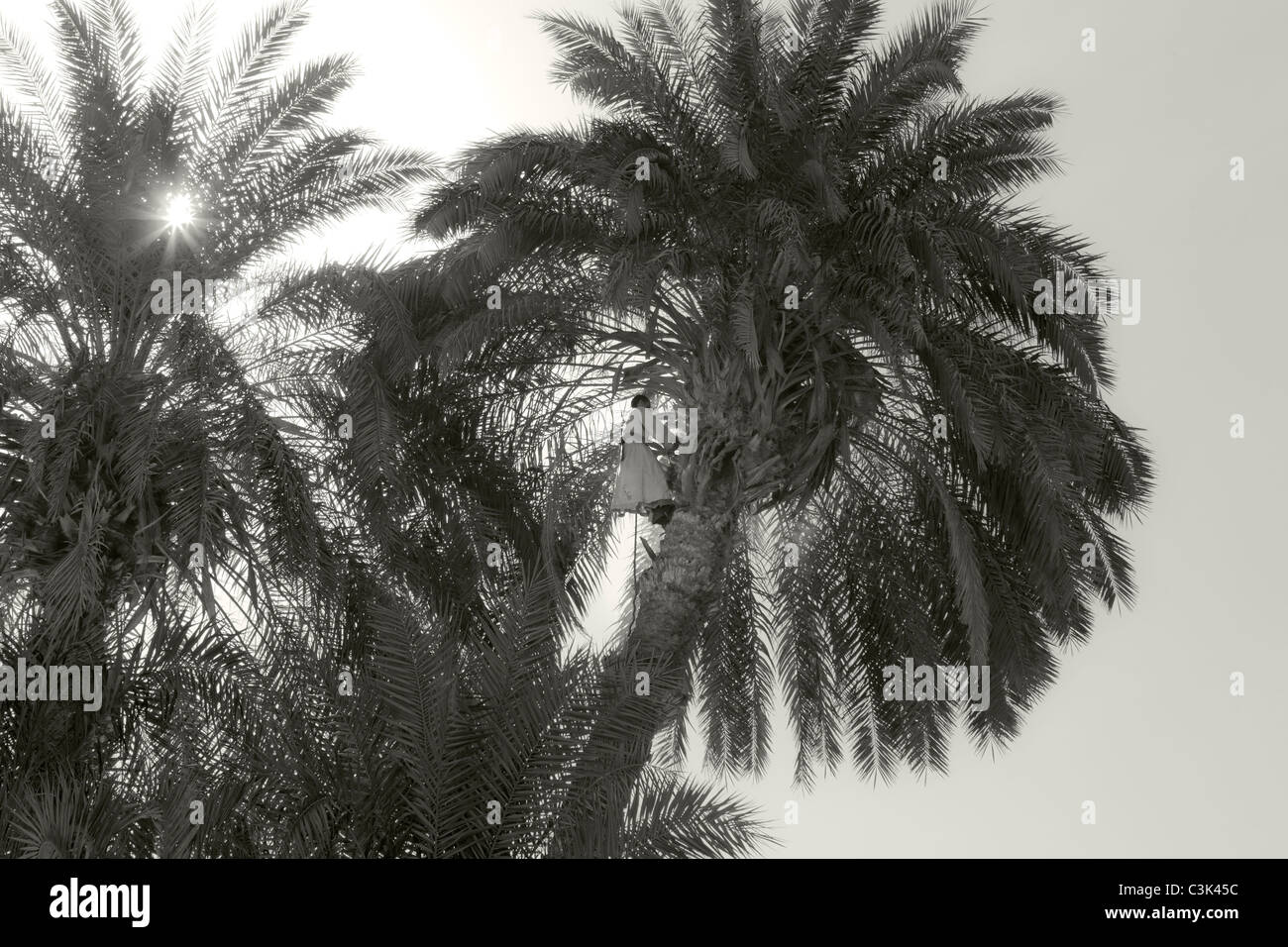 Immagine in bianco e nero di un artigiano locale cordata alla sommità di un albero di palma con un'ascia per tagliare e potare, Egitto, Africa Foto Stock