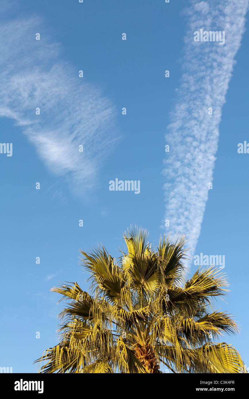 In alto di una data palm contro il cielo blu e di aeromobili sentiero di vapore, Egitto, Africa Foto Stock