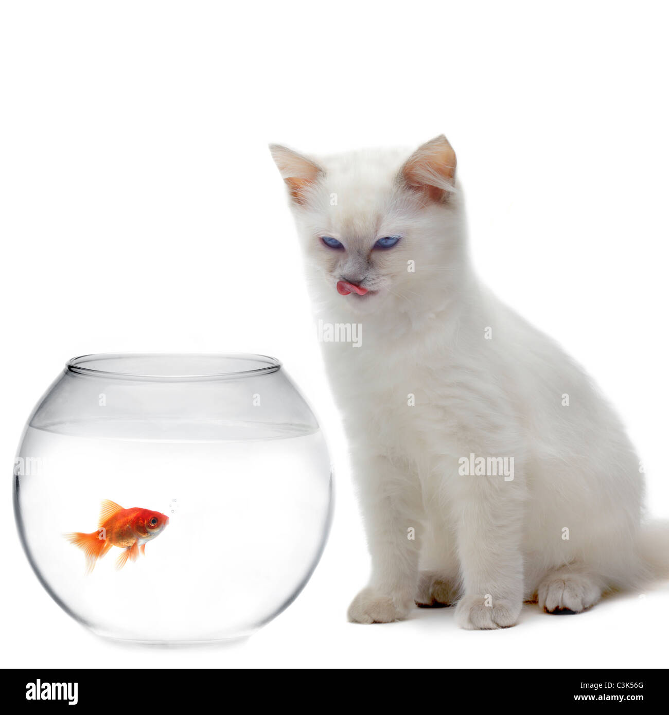 Gatto e un pesce d'oro Foto Stock