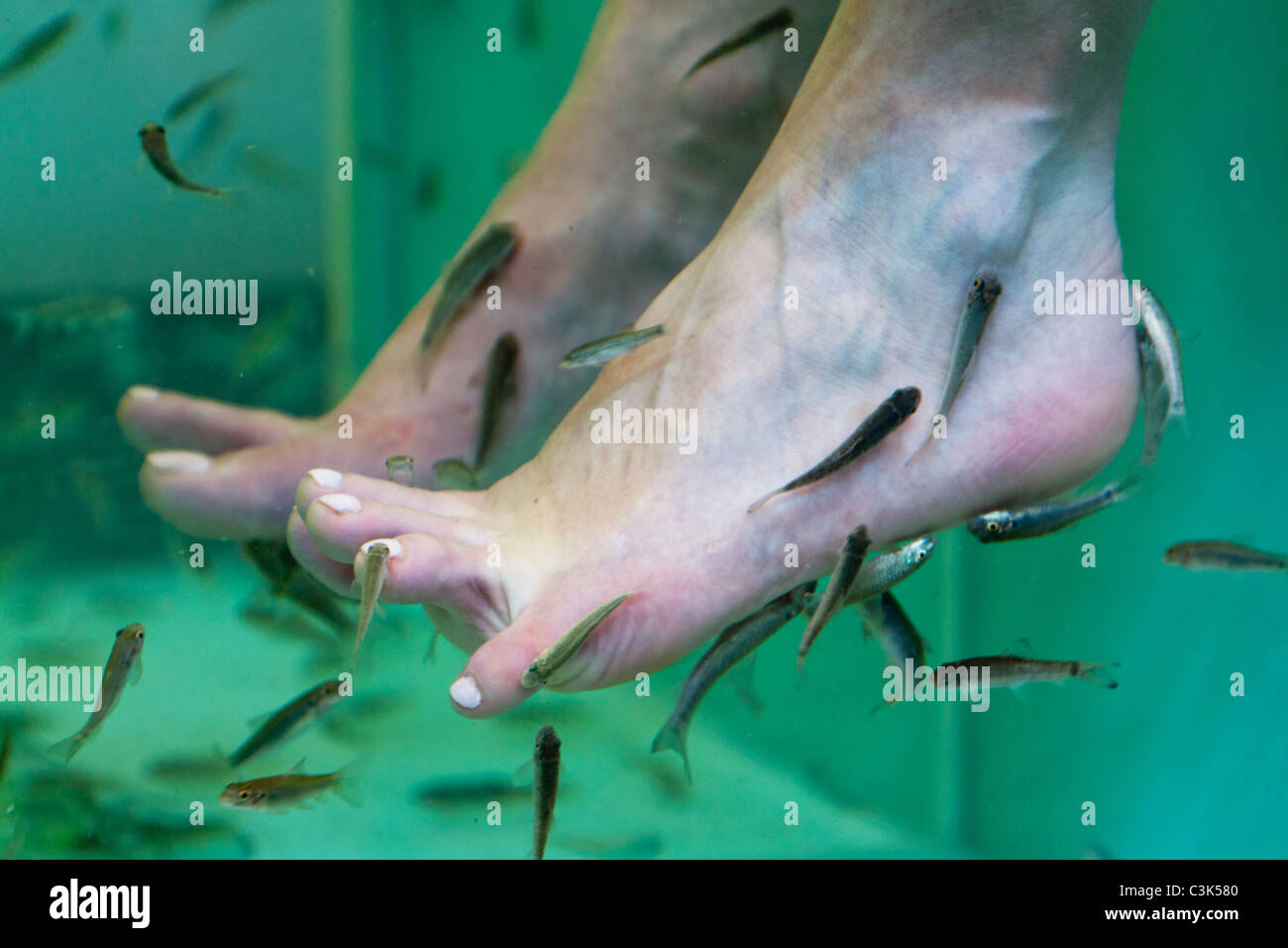 Garra Rufa pesce (Medico) pesci mangiare le cellule morte della pelle - Camden Market - Londra Foto Stock